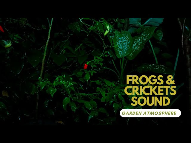 Frog & Crickets sound 📢 Calming Nature Night Sounds & Sights for Sleep & Relaxation