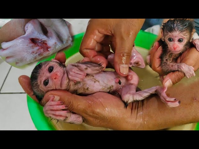 Cleaning newborn baby monkeys, very small, born prematurely, very poor taste at the animal market