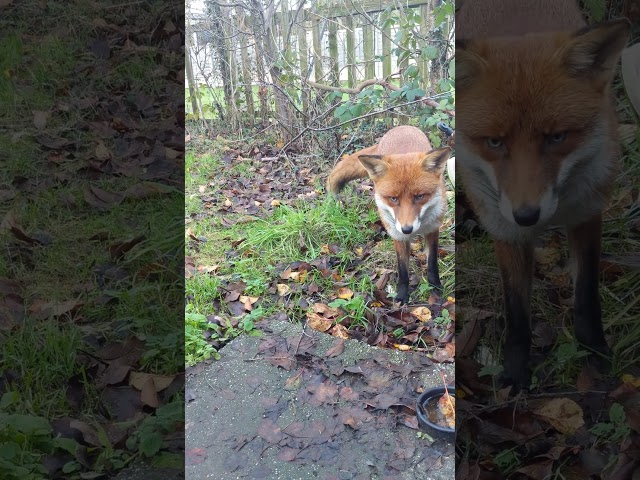 Mr Fox In Daylight