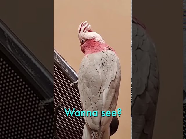 Talking Cockatoo Bites Me! (Parrot Subtitles) #shorts