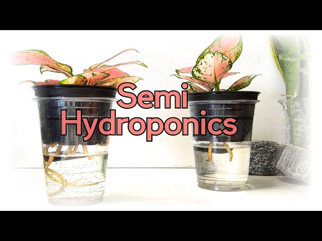 Grow Beautiful Pink Aglaonema | Easy & Effective Semi-Hydroponics