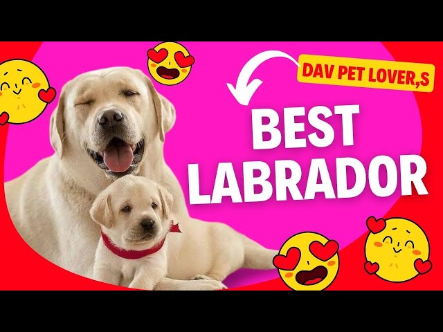 Dav pet Lovers give you Champion Labrador Puppies in India