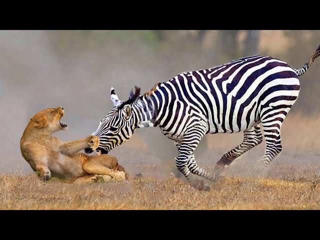 Horrible... Zebra Bites Off The Lion's Tail For Revenge - Zebra Vs Lion