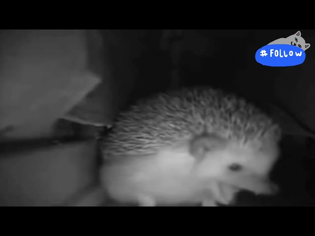 hedgehog sneezed and everyone fell meme fail NEW🦔