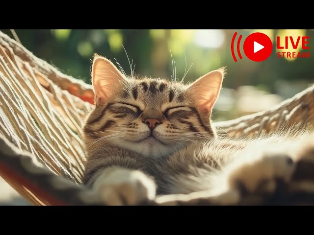 🔴Magic Music for Cats - Sleep Music for Relaxation 🐱 Separation Anxiety Eliminator 🔴