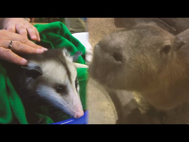 Undercover investigation reveals stressed animals in mall petting zoos