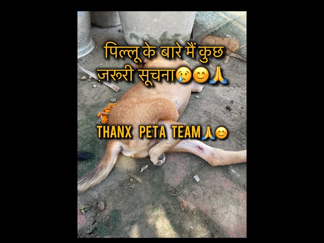 पिल्लू के  बारे मैं ज़रूरी सूचना 😊😢🙏🐶🐕|#dog #rescue