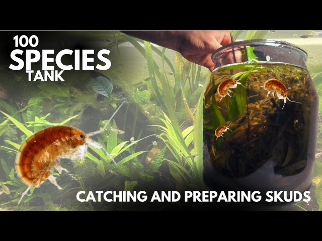 Collecting SCUDS (side-swimmers) for 100 Species Ecosystem Tank to increase BIODIVERSITY (Episode 5)