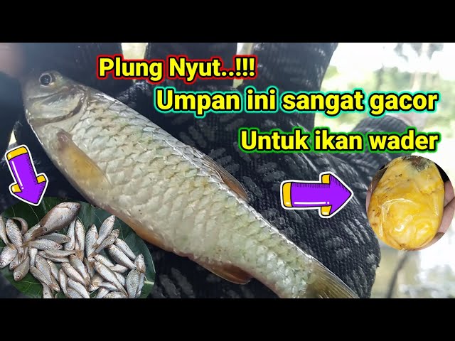 MANCING IKAN WADER DI SPOT ANDALAN ( UMPAN ROTI KLIK )  @MicroFishing97