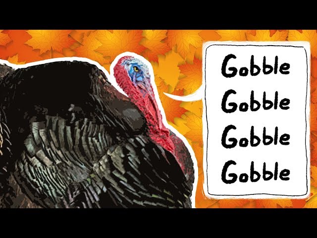 Turkeys for Kids | Wild Turkeys | Animals for Kids | Thanksgiving bird