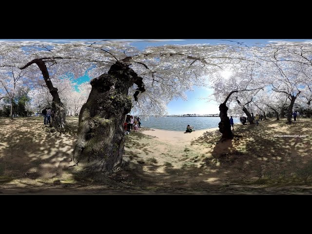 Washington DC Cherry Blossom Festival in 360-degrees