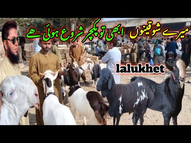 y lalukhet Bakra mandi latest update| 2-Feb| 2025| Qurbani 2025 khasi bakre 🌹❤️😱