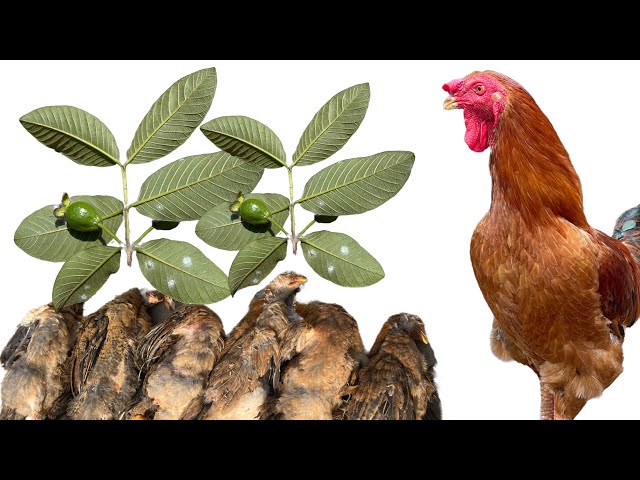 Chicken farm - Summary of natural ways to treat chicken diseases - chickens - chicken farming