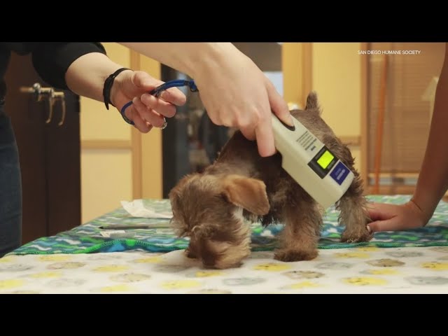 'Save This Life' pet microchip company shuts down, how to know if your pet is still protected