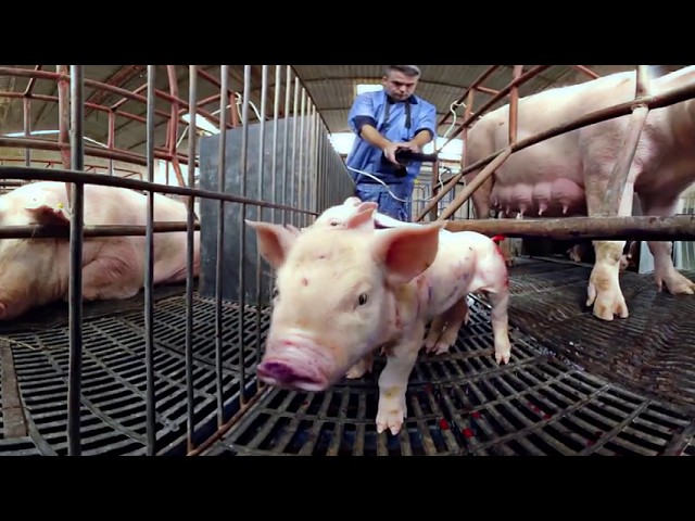 360度全景體驗肉豬的一生 Life of Pigs in 360 Degrees by iAnimal [CC Available]