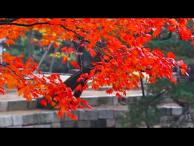 Relaxing music with Nature scenery autumn view mood