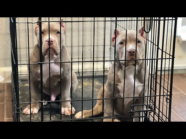 American Bully Puppies For Sale Zeus x Chloe 😍 This Is Your Moment ‼️📈✈️🧬🎯