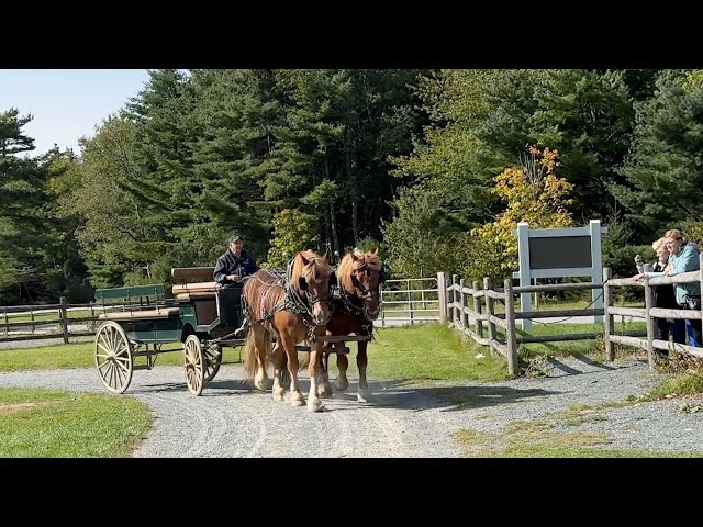 Carriages of Acadia Part 1-The Horses