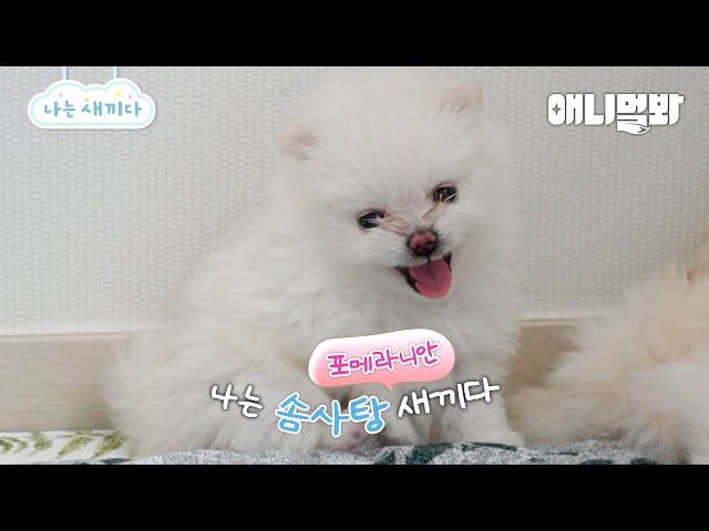 나는 태어난 지 36일 된 포메라니안 새끼다 [애니멀봐 나새끼 102호]ㅣI’m A 36 Day Old Pomeranian [I’m A Baby 102th Lead]