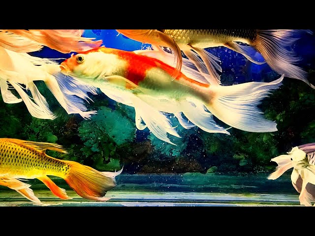 Gentle water flow and colorful fish gliding bring peace for a truly serene and restful night.