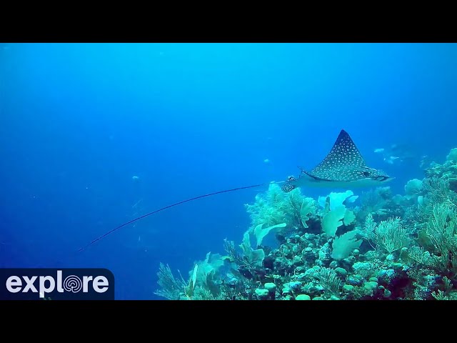 Utopia Village Edge-of-Wall Underwater Reef Cam powered by EXPLORE.org