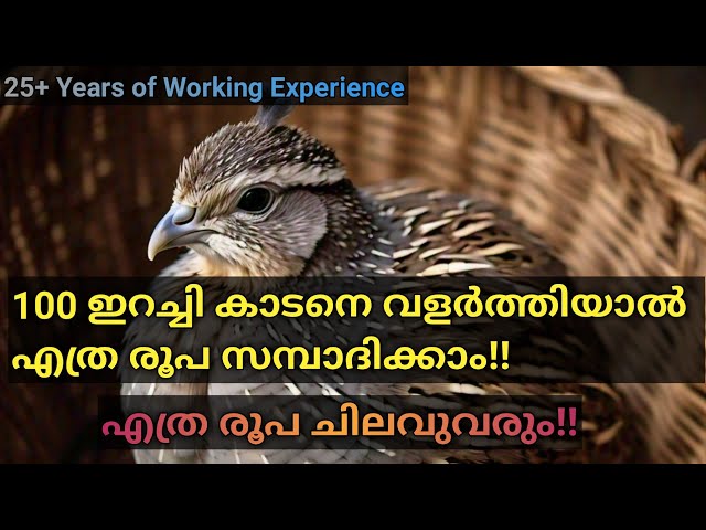 100 ഇറച്ചി കാടനെ വളർത്തിയാൽ എത്ര രൂപ സമ്പാദിക്കാം | Quail farming Malayalam | Kaada Farming.