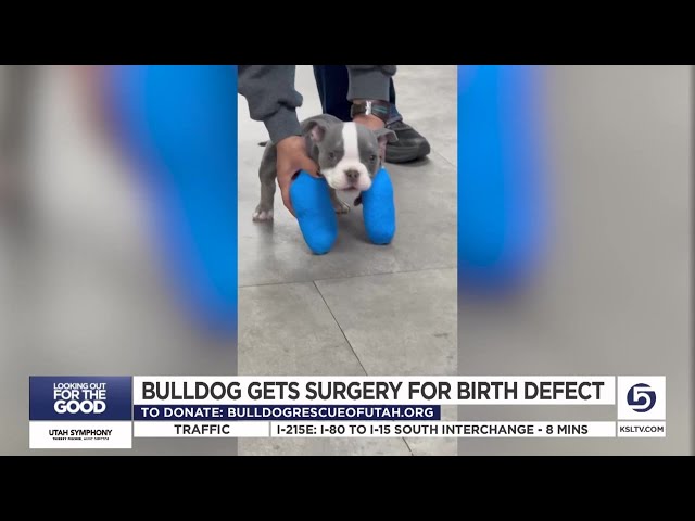 Looking Out For the Good: Local pet rescue caring for bulldog puppy as he recovers from injuries