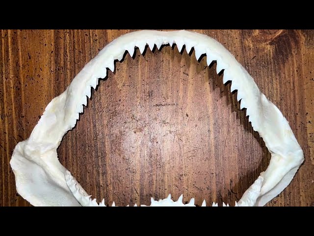 Preserving A Shark Jaw How To Taxidermy Jaws DIY