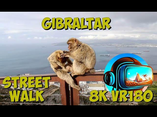 12 Gibraltar Monkeys Barbary macaques is the only one outside Northern Africa 8K 4K VR180 3D Travel