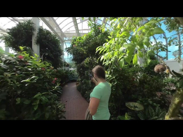 Key West Butterfly Conservatory - 3D VR180