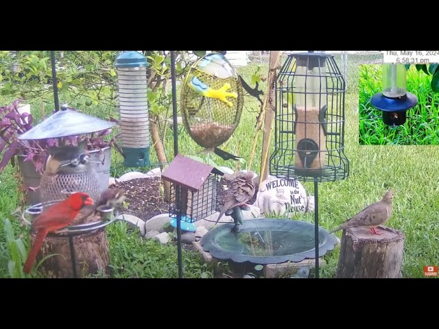 Florida Bird Feeder Live Camera HD