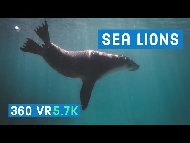 Sea lions swimming on their back || Georgia Aquarium Gallery || Episode - 3 || 360 VR Video