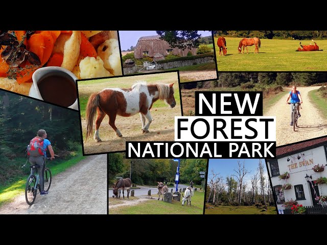 New Forest National Park Bike Ride