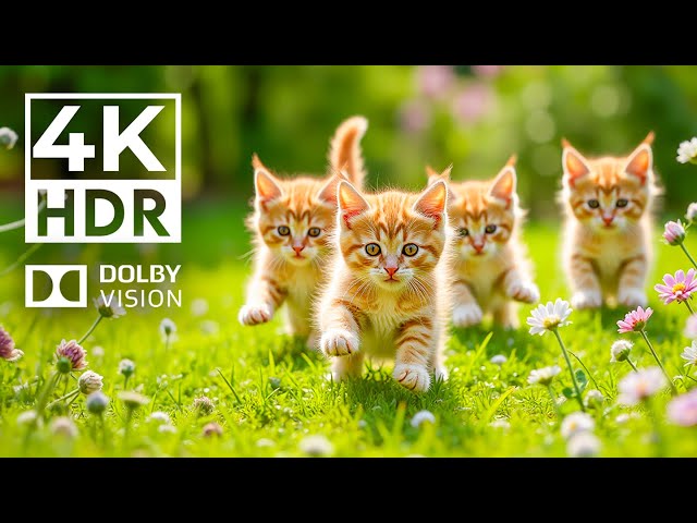 Cute Baby Animals 4K HDR | Adorable Animal World With Relaxing Piano Music (Dynamic Colors)