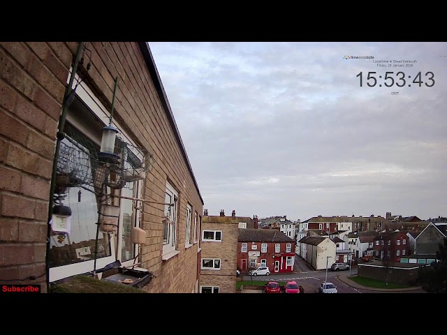 LIVE Great Yarmouth, Norfolk. Wild window birdcam & Weather