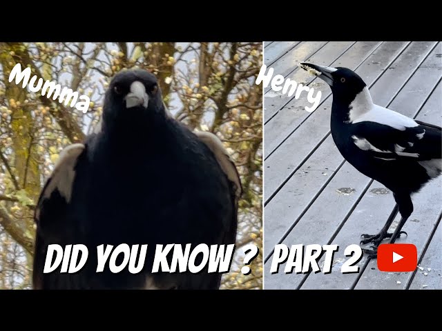 AUSTRALIAN MAGPIES! | Did you know about Henry the Magpie? Part 2 | One In All In!