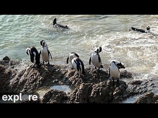 Africam Stony Point Penguin Colony Camera powered by EXPLORE.org