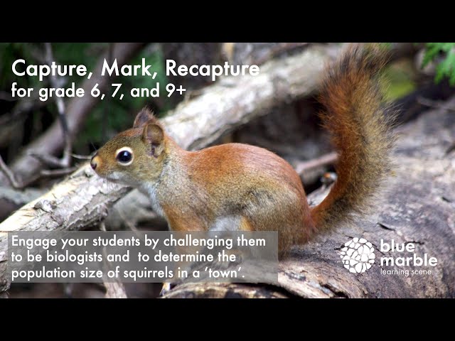 Capture, Mark, Recapture | blue marble | Exploration Experience