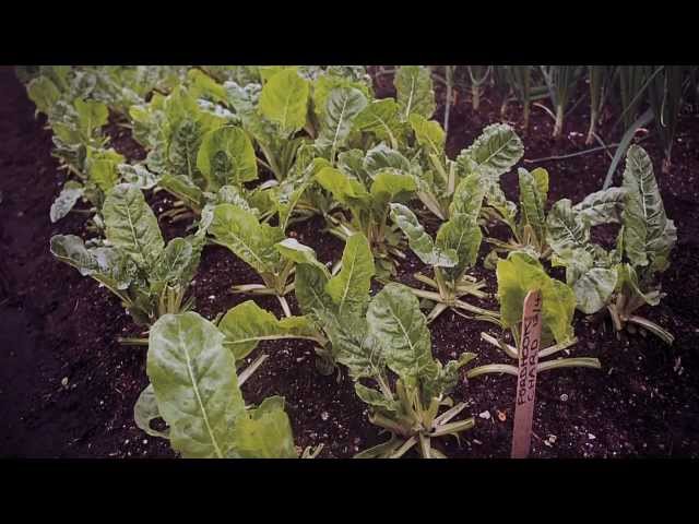 Year-Round Vegetable Production with Eliot Coleman DVD Trailer