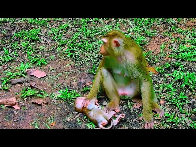 monkey funny video, bibi is very hospitable, cute baby monkey, monkey funny video