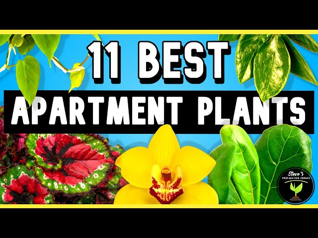 Elevate Your Apartment with These 11 Stunning Houseplants!