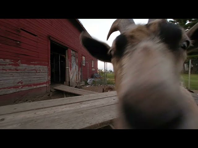 VR Buck the goat on picnic table