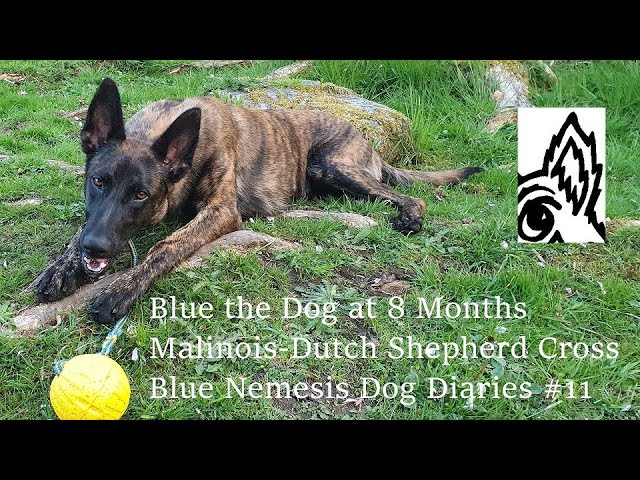 Blue the Dog at 8 Months Old. Malinois-Dutch Shepherd Cross. Blue Nemesis Dog Diaries #11