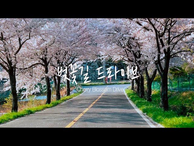 여수 벚꽃길//데이트하기 좋은 드라이브 코스/여수 화양면 해변도로#stayhome #withme#집에서 함께 힐링해요/