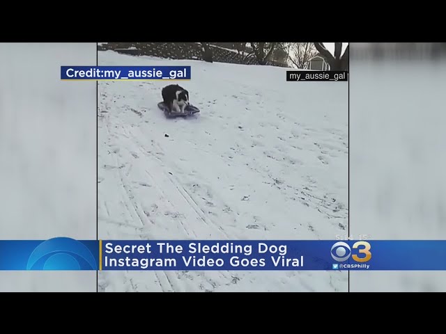 Secret The Dog Goes Sledding