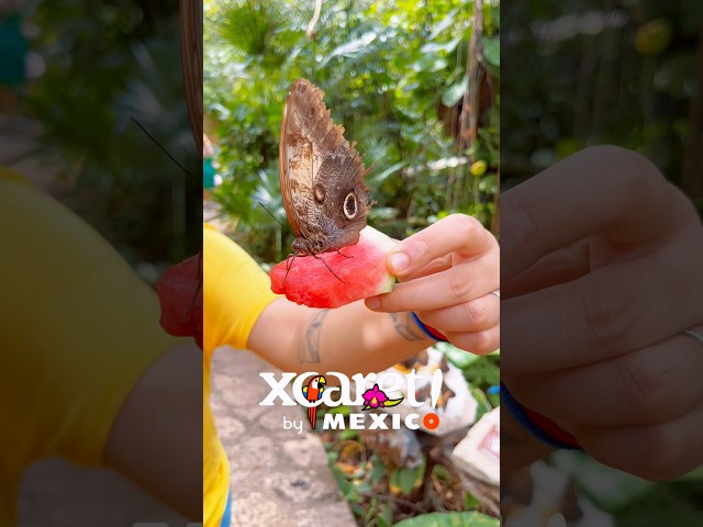 XCARET - BEST theme park in Mexico #cancun #xcaret #rivieramaya