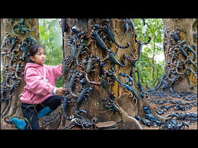 Poor Girl Harvest red Scorpions Giant 'Devil Child' and Go to Market Sell | Most Dangerous Scorpion