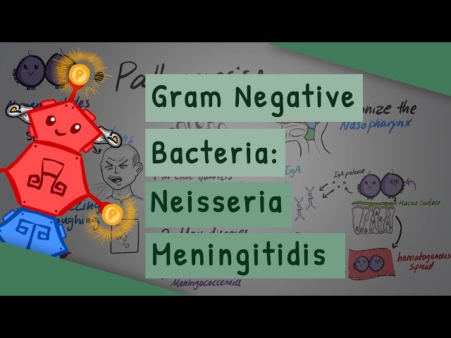 Gram Negative Bacteria: Neisseria meningitidis