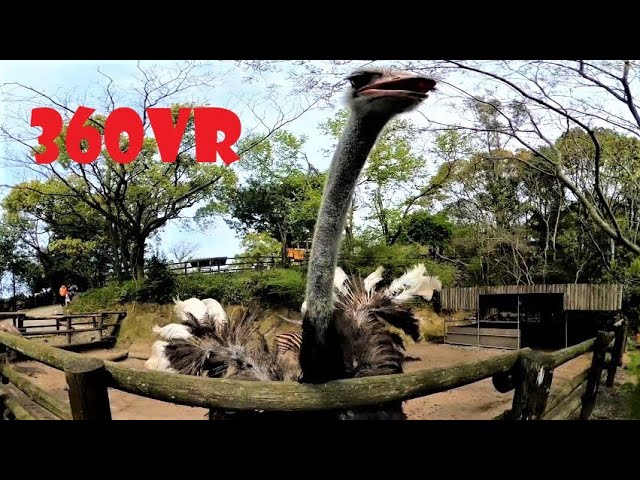 Ostrich & zebra zookeeper 360 VR