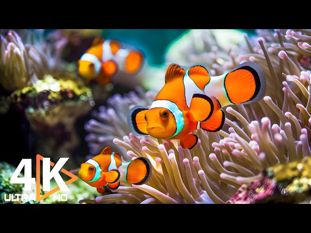 The Best 4K Aquarium 🐠 Stunning Coral Reefs & Soothing Sounds for Stress Relief